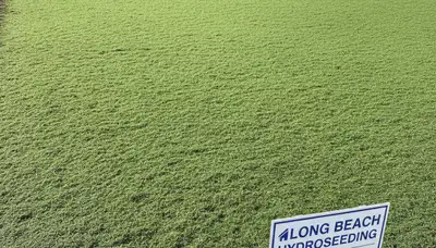 Fresh green hydroseed lawn application in Long Beach, CA showing even soil coverage by Chop Chop Landscaping
