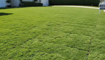 Freshly installed green sod lawn by Chop Chop Landscaping in Long Beach, CA showcasing premium turf results
