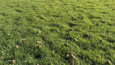 Post-aeration lawn recovery showing healthier grass in Long Beach, CA by Chop Chop Landscaping