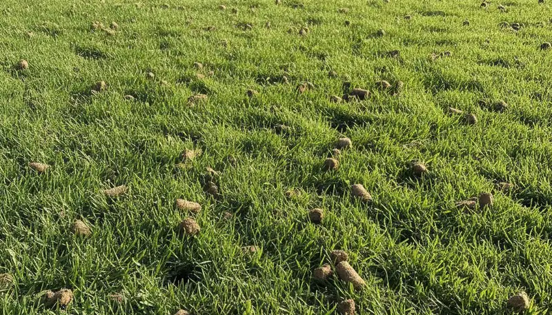 Post-aeration lawn recovery showing healthier grass in Long Beach, CA by Chop Chop Landscaping